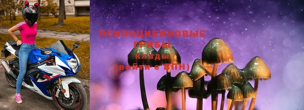 стаф Богданович